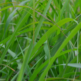 Lemon Grass