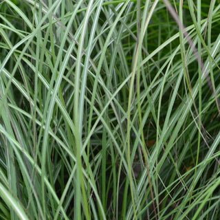 Miscanthus Adagio Maiden