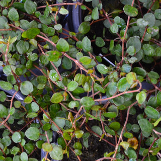 Small Leaf Wire Vine