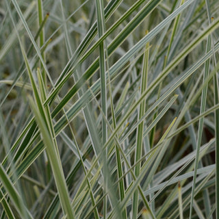Platinum Beauty Lomandra