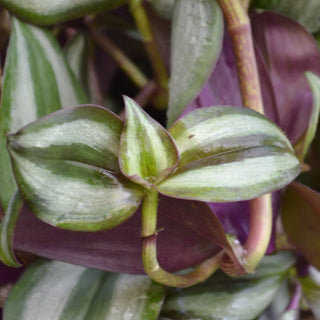 Tricolor Wandering Jew