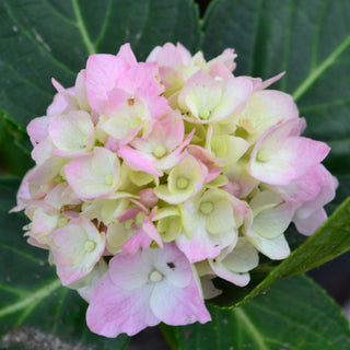 Merrits Supreme Pink Hydrangea
