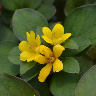 Lysimachia Golden Globes