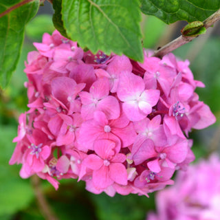Endless Summer® Bloomstruck Pink Hydrangea