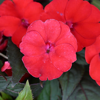 Sunpatiens Compact Deep Red