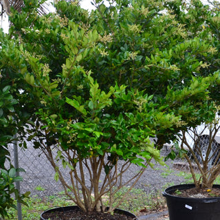 Topiary Ligustrum