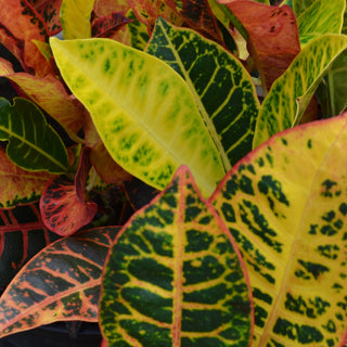 Croton Petra