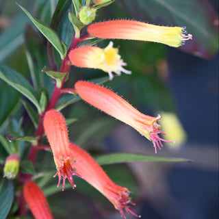 Cuphea ignea Cigar Plant