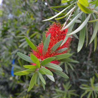 Bottlebrush Red