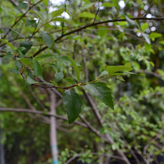 River Birch