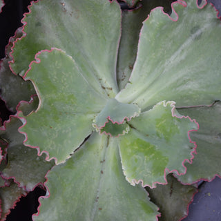 Echeveria Coral Reef Red