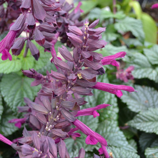 Plum Crazy Salvia
