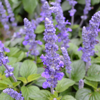Mysty Salvia
