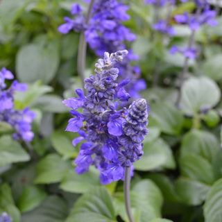 Mystic Spires Blue Salvia