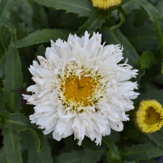 Gerber Daisy Select Mix