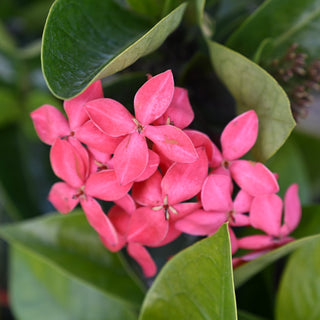 Nora Grant Ixora