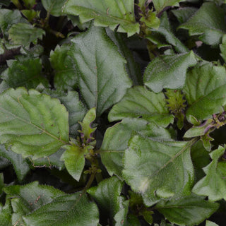 Plectranthus Velvet Elvis