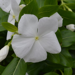 Vinca Cora Cascade White