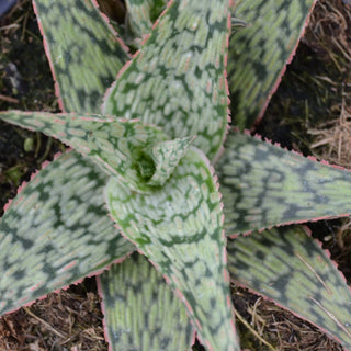 Aloe Pink Blush