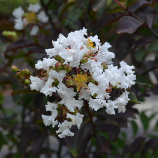 Black Diamond® Pure White Crape Myrtle