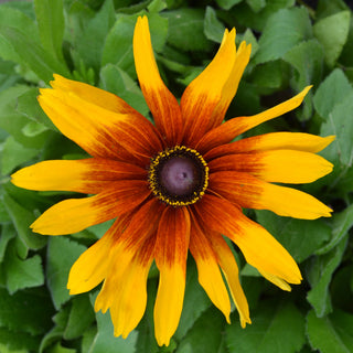 Rudbeckia Minibeckia Flame