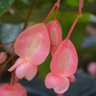 Begonia Tamaya Mix