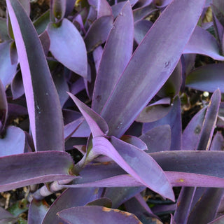 Tradescantia Purple Queen