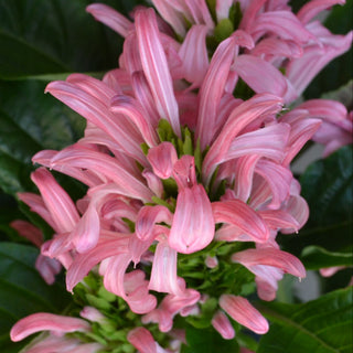 Pink Jacobina