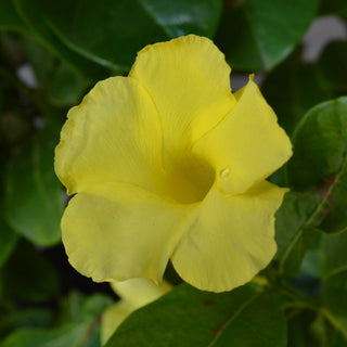 Yellow Mandevilla