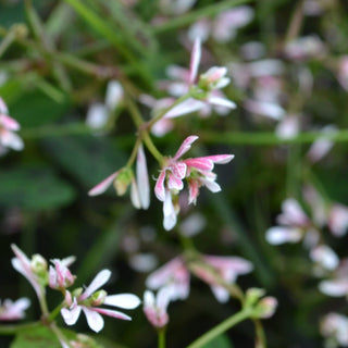 Euphorbia Starblast Pink