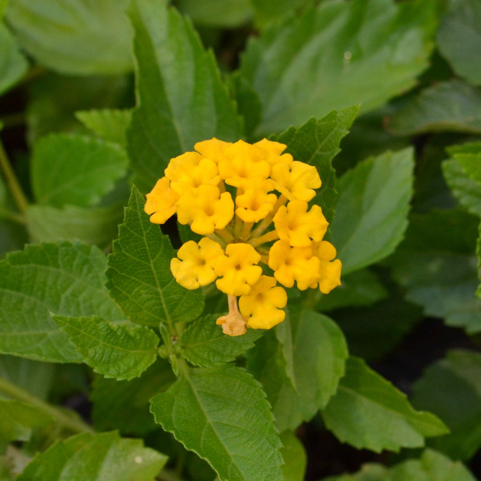 New Gold Lantana – Panhandle Palm & Rock