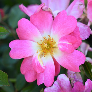 Pink Drift® Rose