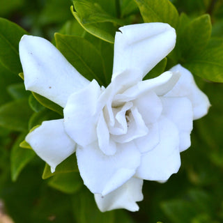 Gardenia August Beauty