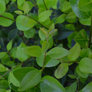 Wax Ligustrum