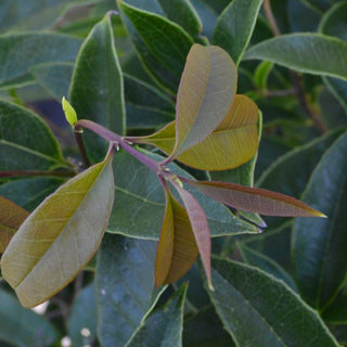 Osmanthus 'Sweet Olive'