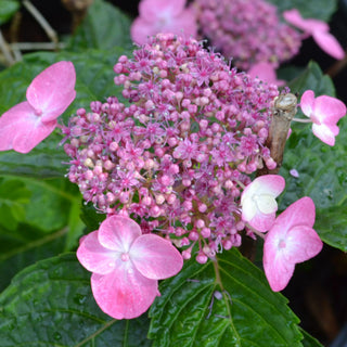Endless Summer® Pop Star® Hydrangea