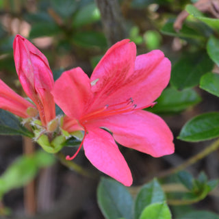 Encore® Autumn Amethyst Azalea