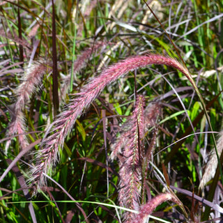 Red Fountain Grass