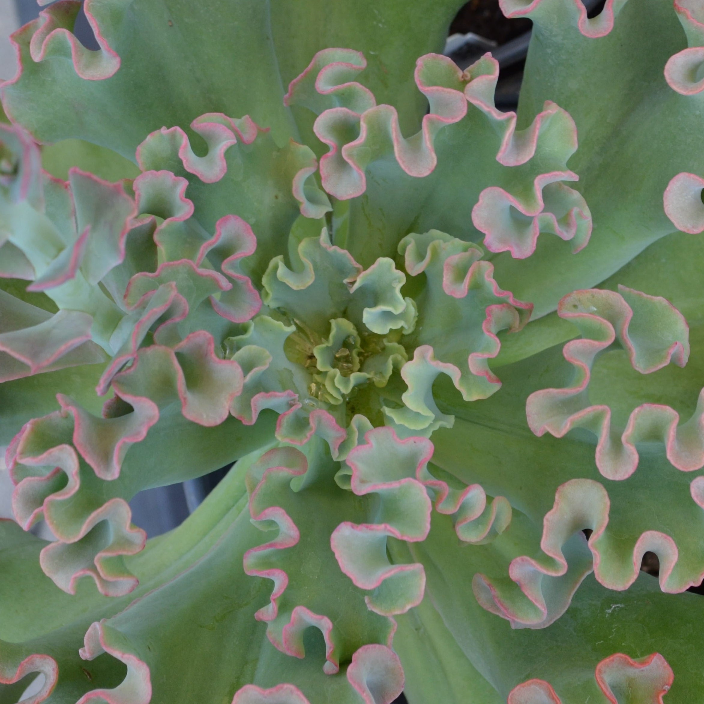 coral reef succulent Echeveria Coral Reef Pink – Panhandle Palm & Rock