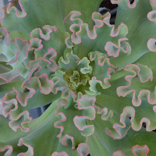 Echeveria Coral Reef Pink