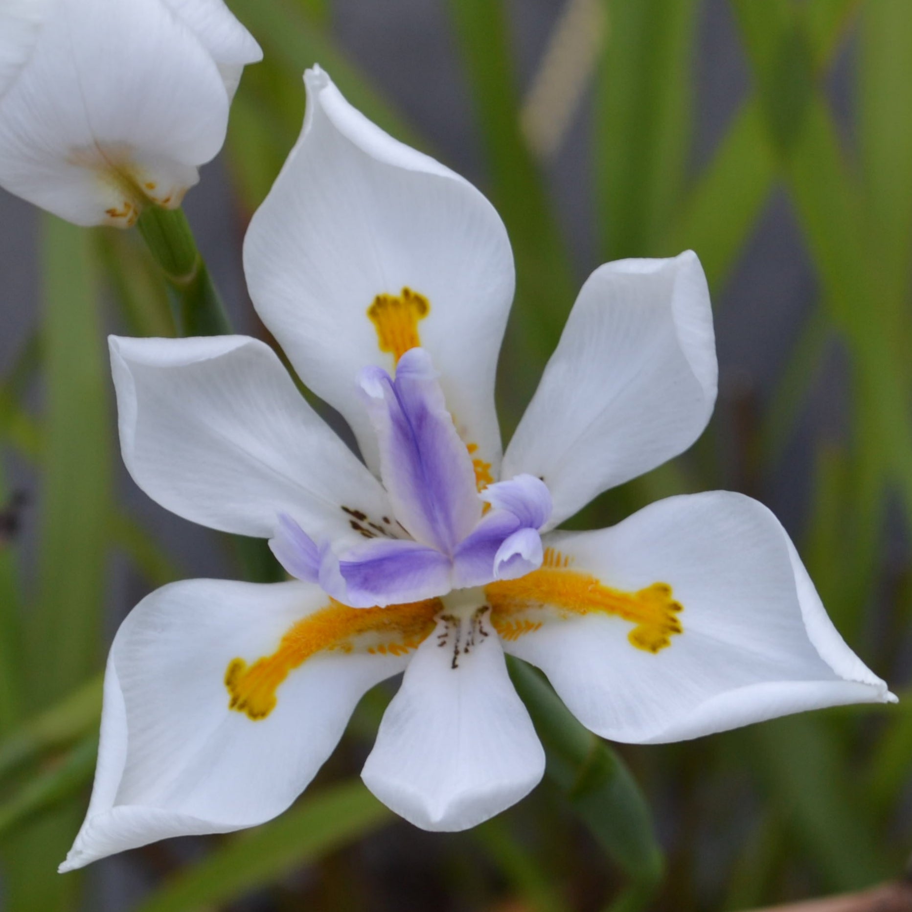 palm plant with white flowers White African Iris – Panhandle Palm & Rock