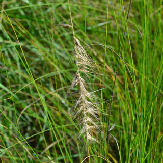 White Fountain Grass