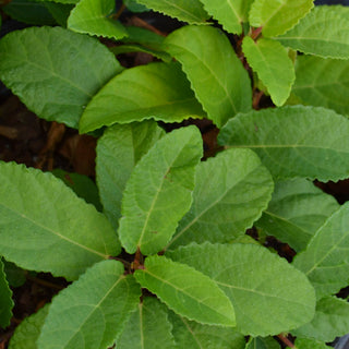 Sandy Leaf Fig Ivy