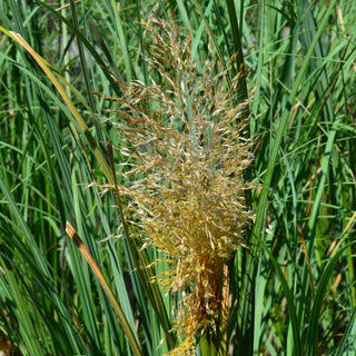Dwarf Pampas Grass