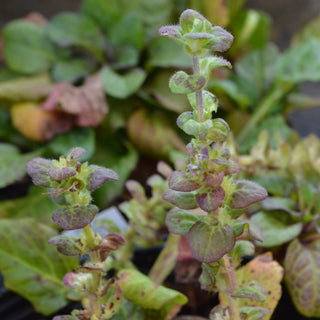 'Catlin's Giant' Bugleweed