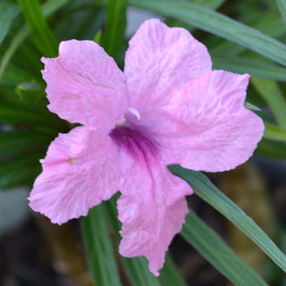Katie Pink Mexican Petunia