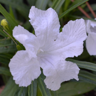 Katie White Mexican Petunia