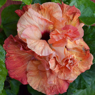 Cajun Hibiscus - Koki