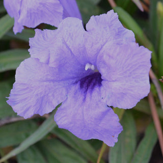 Katie Purple Mexican Petunia
