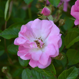 Peggy Martin Climbing Rose